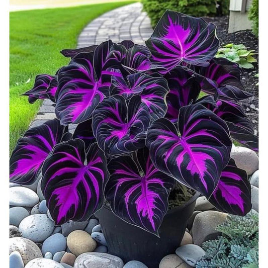800+ Black Purple Hosta Seeds – Rare Shade-Loving Perennials with Deep Foliage, Easy to Grow for Bold Garden Borders