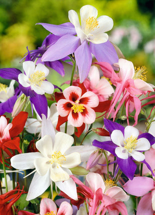 Columbine Seeds - McKana Giant Mix