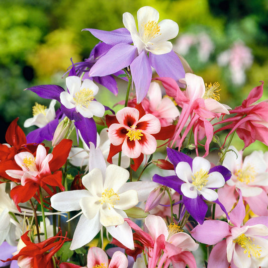 Columbine Seeds - Macana Giant Mix