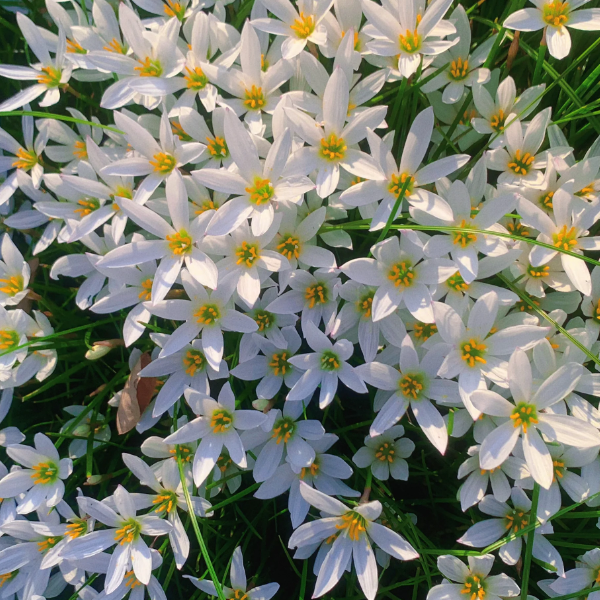 🌺White Purity - Third Generation Daffodils