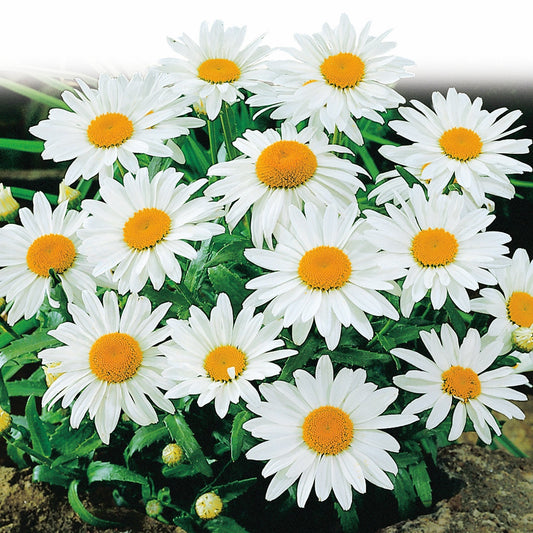 50 Pcs Shasta Daisy Seeds, Alaska