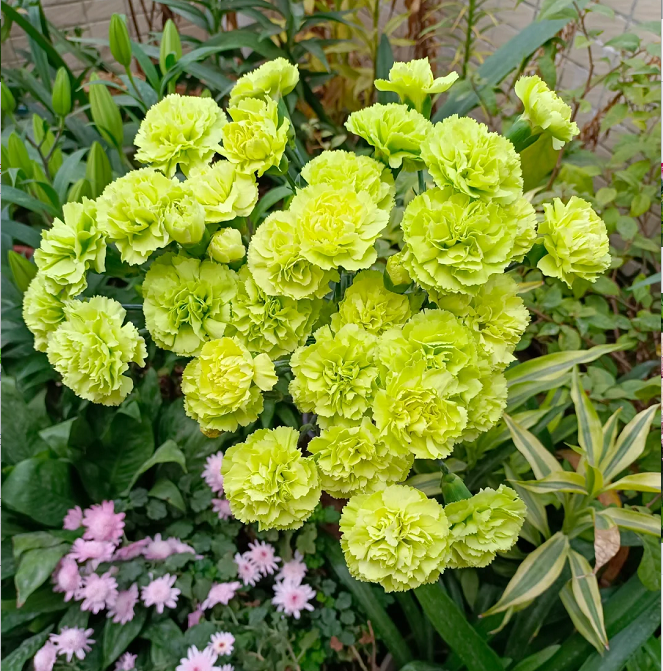 Multicolor Carnation Seeds