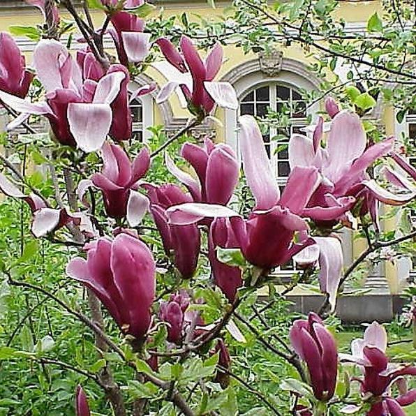 20pcs LILY MAGNOLIA Flower TREE Pink & Purple Fragrant Tulip Magnol Liliiflora Seeds