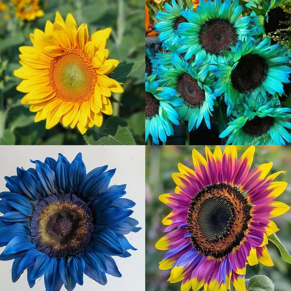 🌻50+ Mixed Color Sunflowers