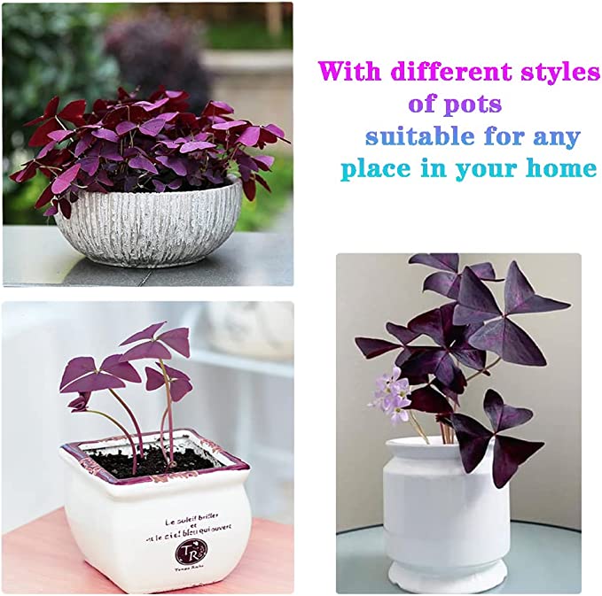 10PCS Oxalis Triangularis Purple Shamrock Good Luck Plant