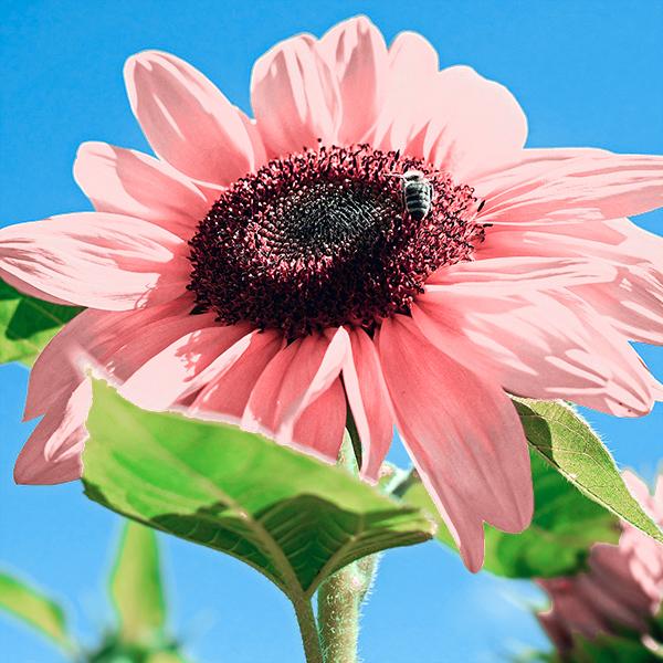 Pink Sunflower Seeds-High Germination Rate Wonderful Choice for Garden