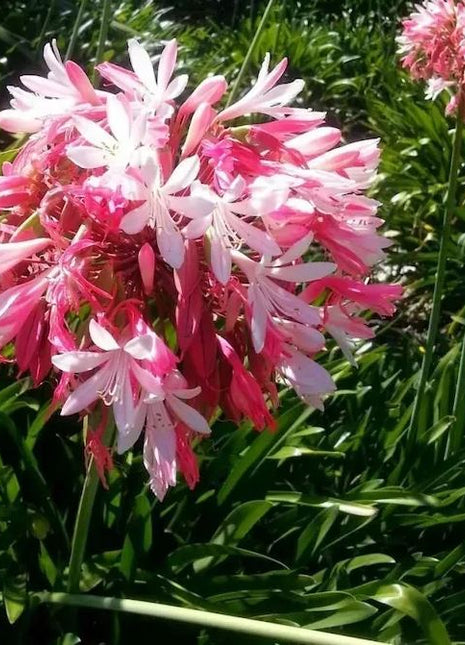 Agapanthus 'pink'