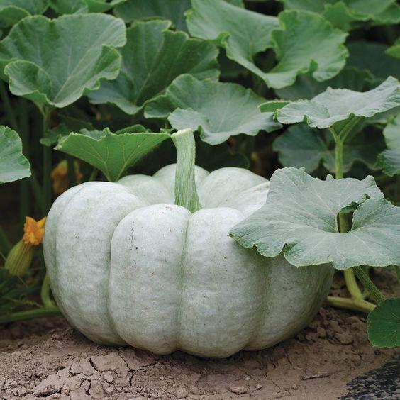 Blue Pumpkin Seeds