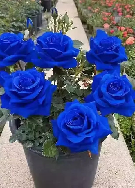 Beautiful Mini Rose Seeds, 100pcs/pack