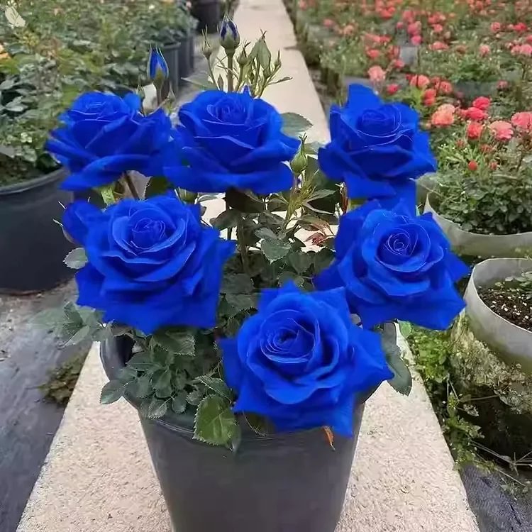 Beautiful Mini Rose Seeds, 100pcs/pack
