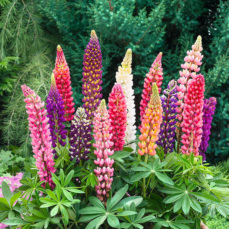 Lupine Flower Seeds