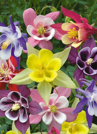 Columbine Seeds - McKana Giant Mix