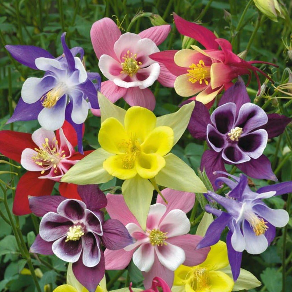 Columbine Seeds - Macana Giant Mix