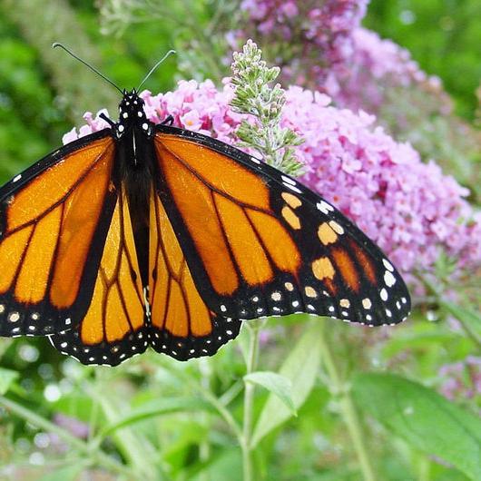 MIXED Colors BUTTERFLY BUSH Buddleia Davidii Flower Shrub Seeds