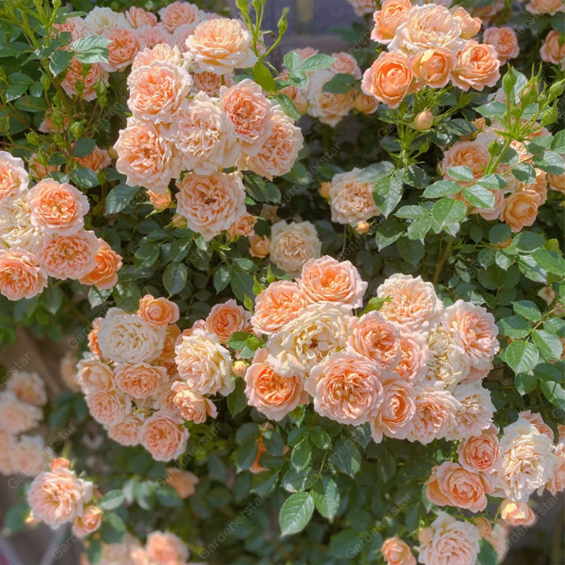 🌹Climbing Rose Seeds - Luck Rises