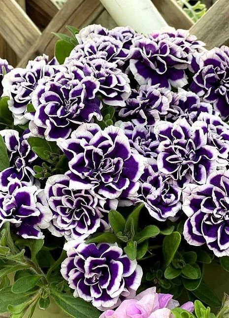 Double Petunia Seeds