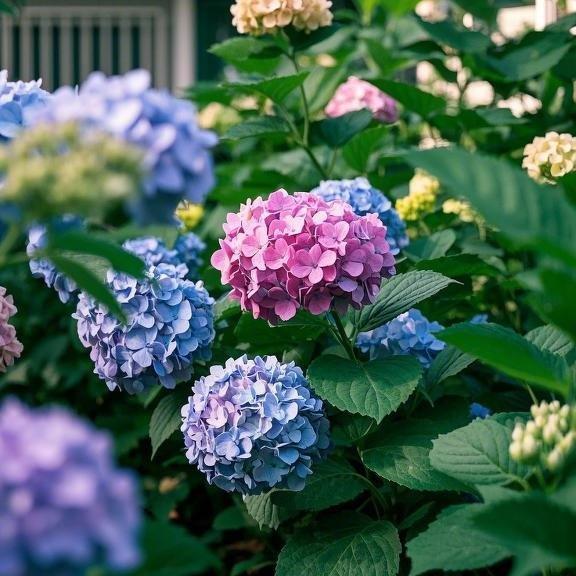 200 Pcs Mixed Color Hydrangea Seeds | Gorgeous & Elegant Blooms for Your Garden & Floral Projects