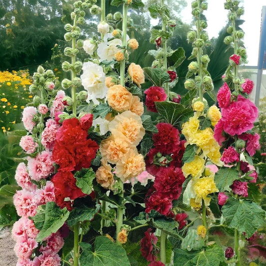 200+ Mixed Hollyhock Seeds – Colorful Tall Blooms, Heirloom & Non-GMO, Perfect for Fences, Borders & Cottage Gardens