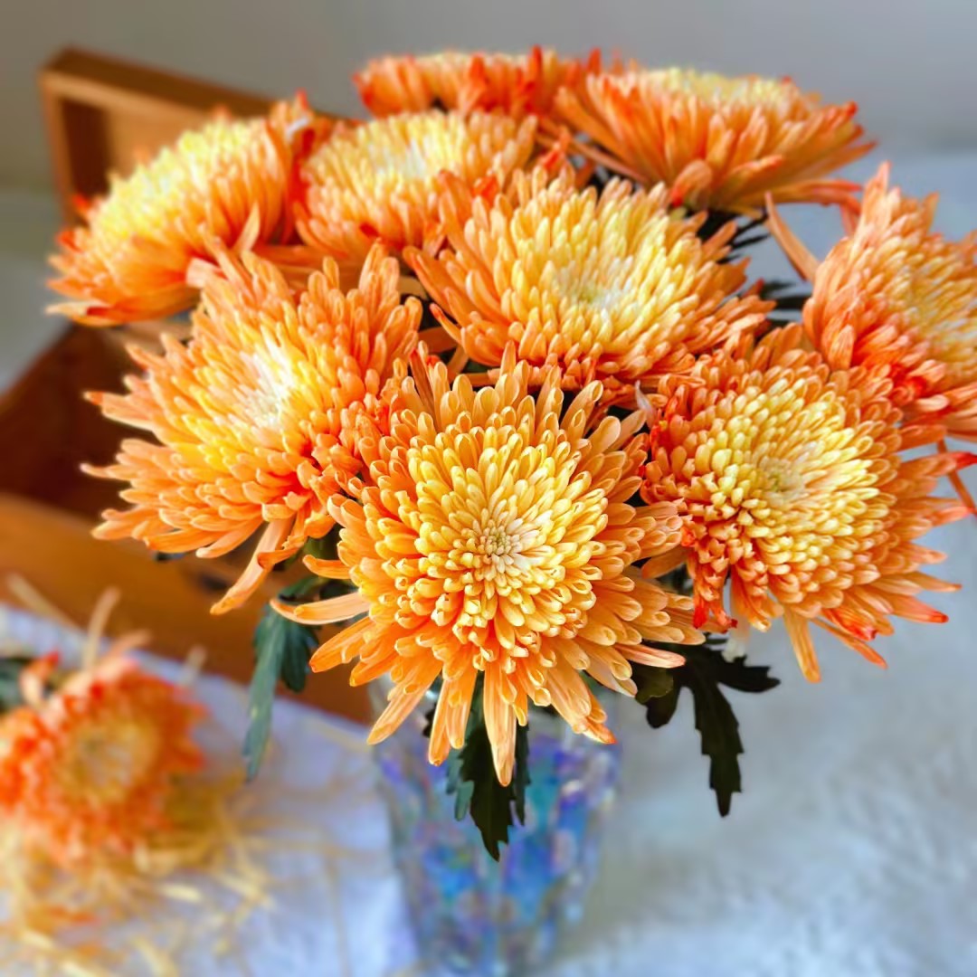 Anna Chrysanthemum Seeds