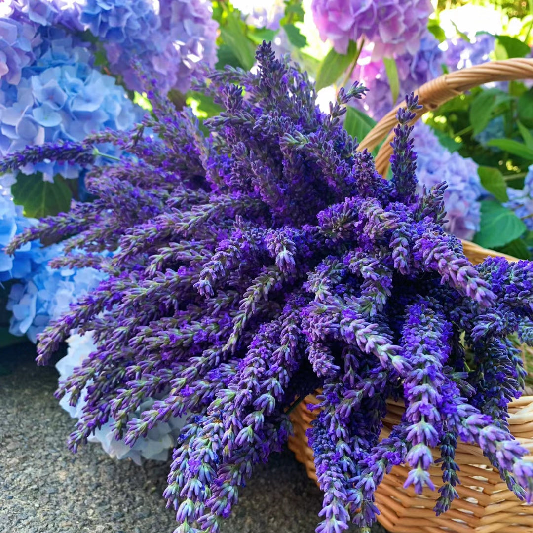 🌿Lavender Seeds Purple Blooming