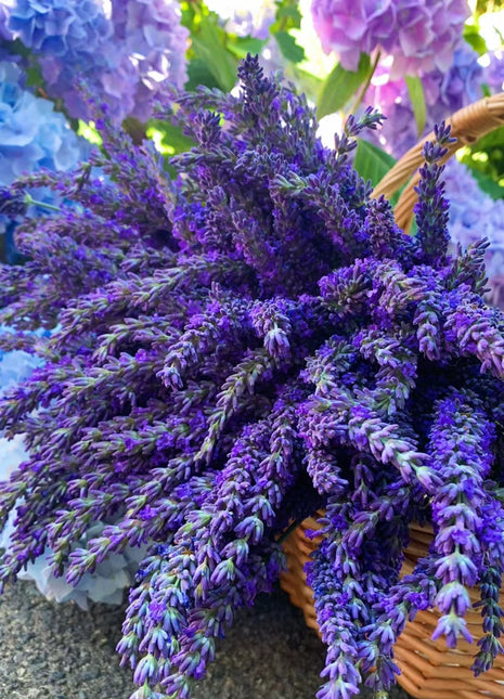 Lavender Seeds Purple Blooming