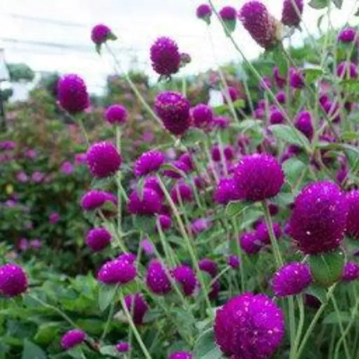 Purple Globe Amaranth Seeds, Gomphrena