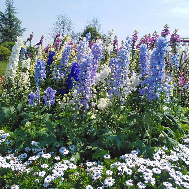 Delphinium Seeds