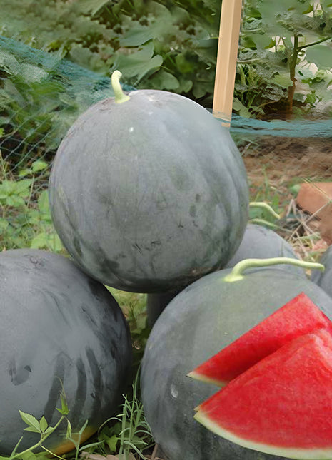 Black Diamond Watermelon Seeds