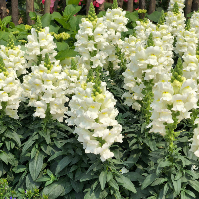 Garden Snapdragon Seeds