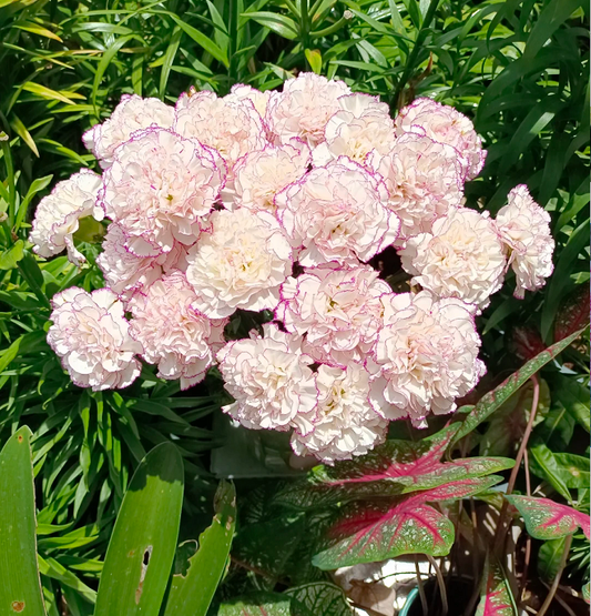 Multicolor Carnation Seeds