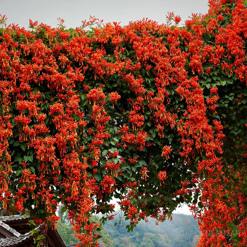 🏵️Pyrostegia Venusta Climing Flower Seeds