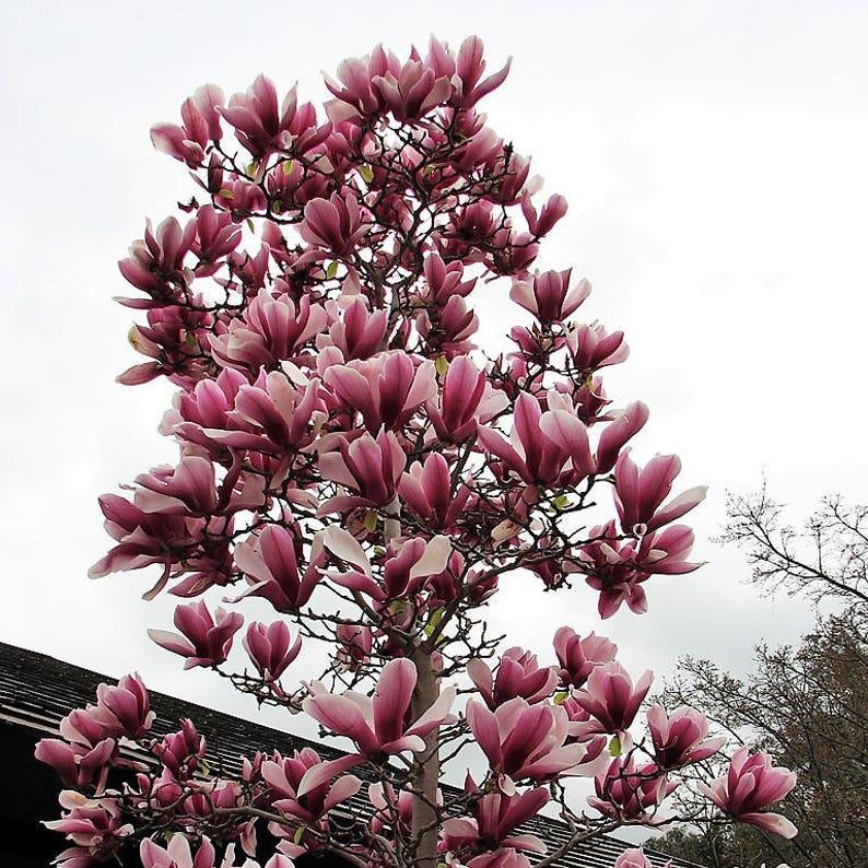 20pcs LILY MAGNOLIA Flower TREE Pink & Purple Fragrant Tulip Magnol Liliiflora Seeds