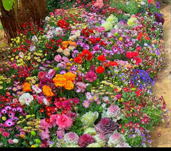 Perennial Flowers Seeds-Over 60 kinds mixed