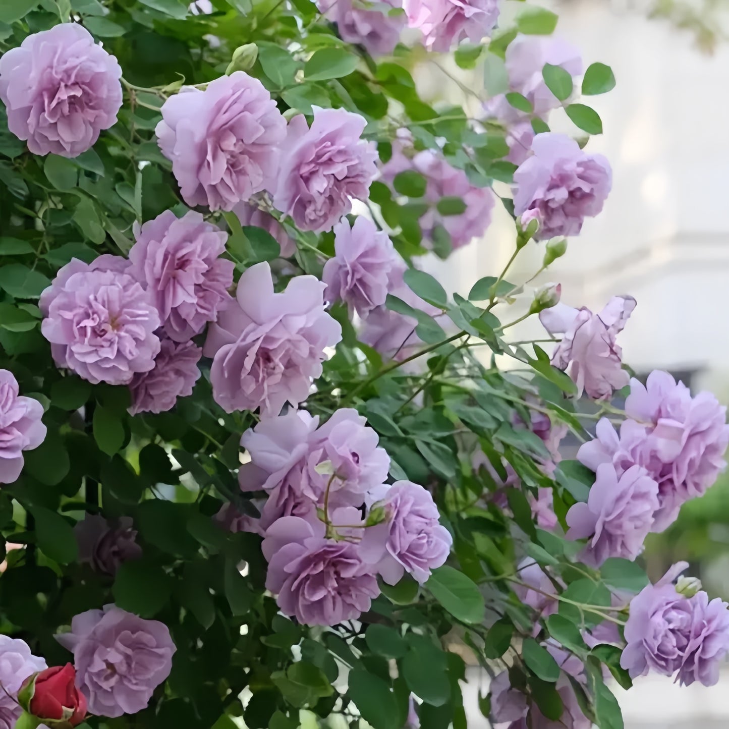 【 Repeat Blooming】🌹Climbing Rose Seeds - Luck Rises