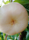 20 Seeds / White