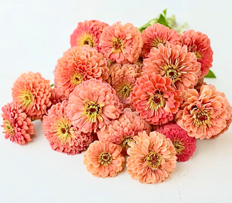 Order 50 seeds lovely Giant Salmon Rose Zinnias Seeds