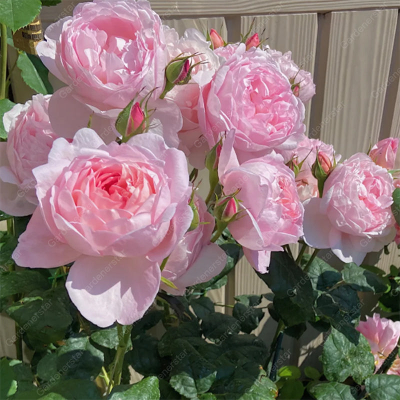 🌹Climbing Rose Seeds - Luck Rises