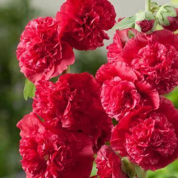 200+ Mixed Hollyhock Seeds – Colorful Tall Blooms, Heirloom & Non-GMO, Perfect for Fences, Borders & Cottage Gardens