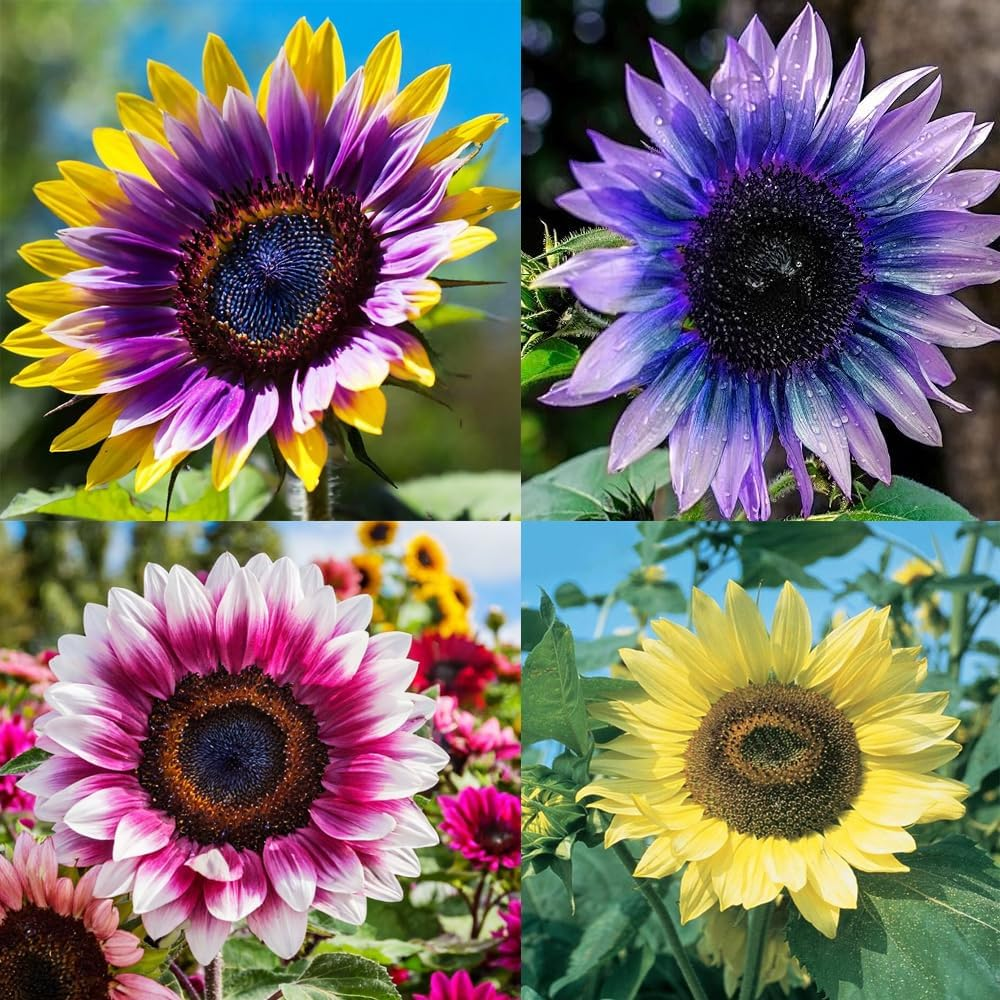 🌻50+ Mixed Color Sunflowers