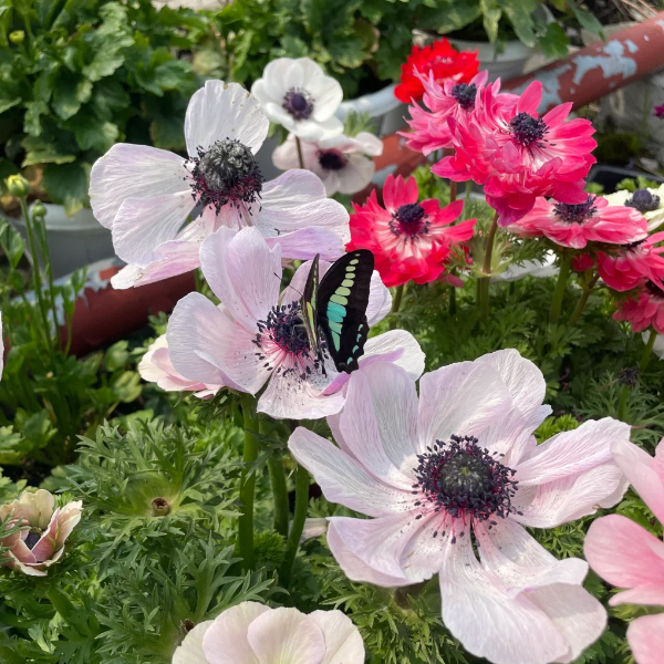 🌸Double Anemone Seeds