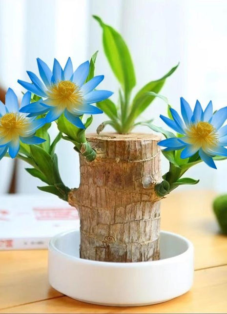 Goodbye Gift – Lucky Brazilian Wood Tree with Tray & Mystical Doll, Symbol of Distance and Lasting Bond