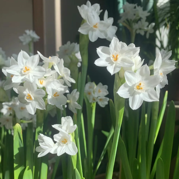 🌺White Purity - Third Generation Daffodils