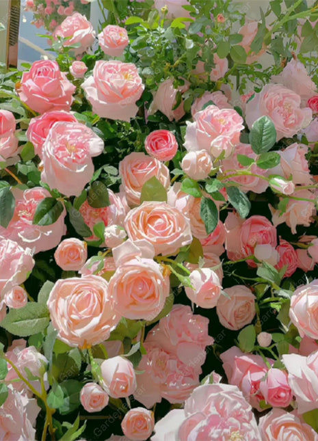 🌹Climbing Rose Seeds - Luck Rises