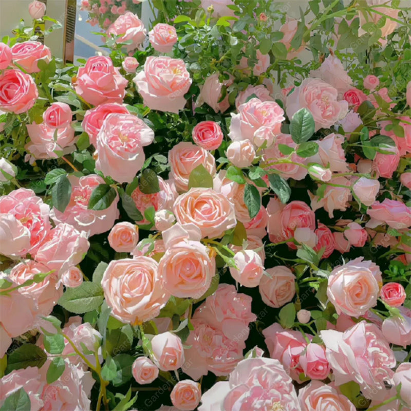 🌹Climbing Rose Seeds - Luck Rises