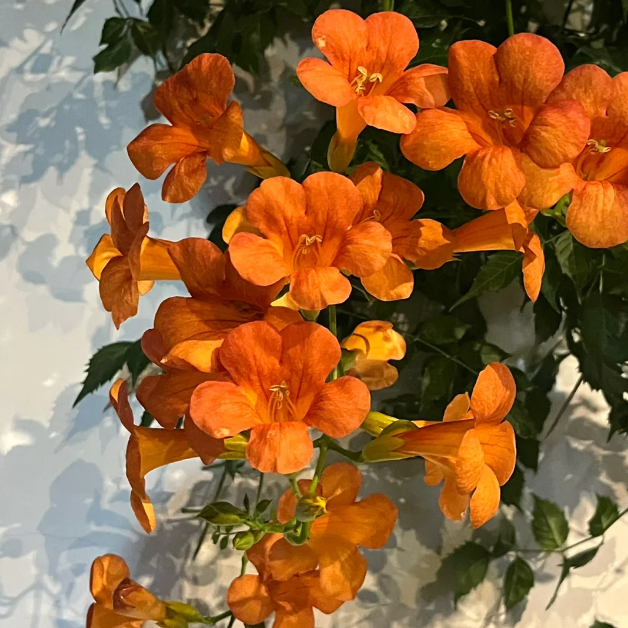 🧡Campsis Creeper - The First Choice In Summer