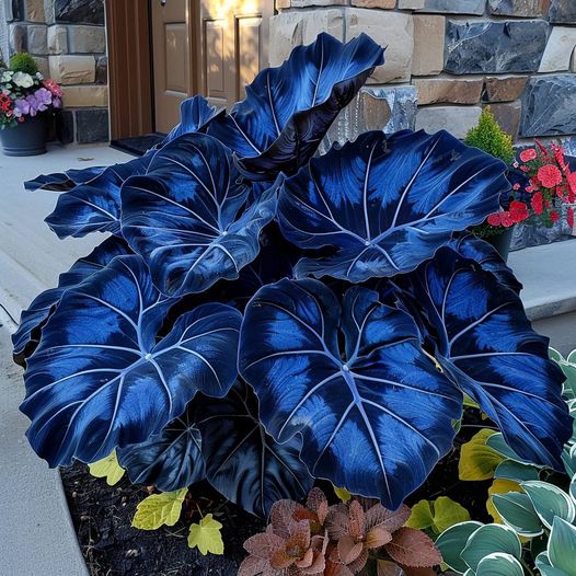 Kaleidoscope Caladium Plant