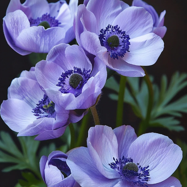 🌸Double Anemone Seeds