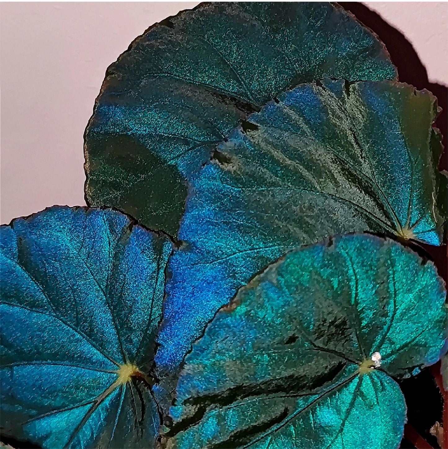 Peacock Begonia - blue begonia