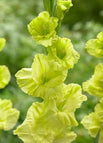 3 Bulbs / Green