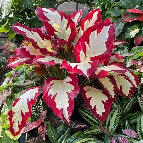 800pcs Red White Hosta Seeds Low Maintenance Hosta Plant Seeds for Planting Perennial Seeds Indoor Outdoor